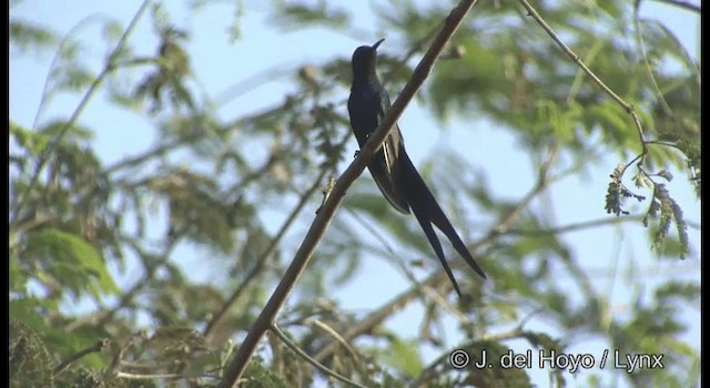 Swallow-tailed Hummingbird - ML201199921