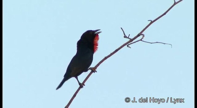Scarlet-throated Tanager - ML201199951