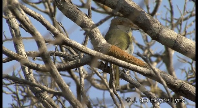 Краснобровый попугаевый виреон (viridis/cearensis) - ML201199971