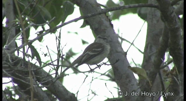 Southern Mouse-colored Tyrannulet - ML201200011