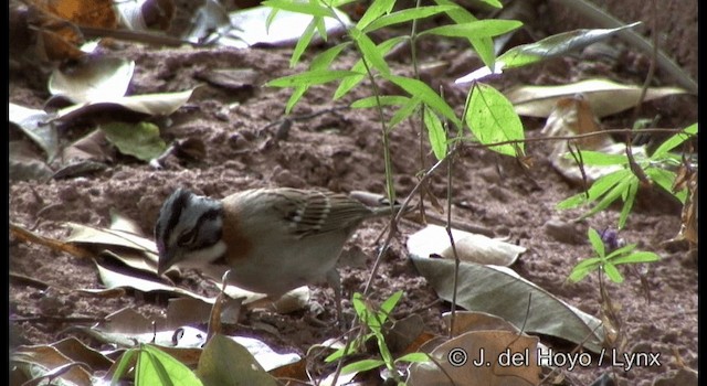 Rufous-collared Sparrow (Rufous-collared) - ML201200081