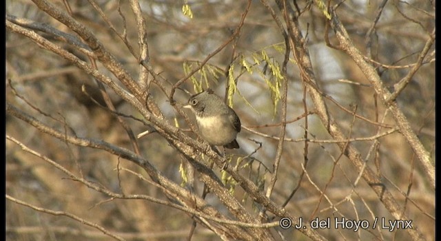 Pileated Finch - ML201200101