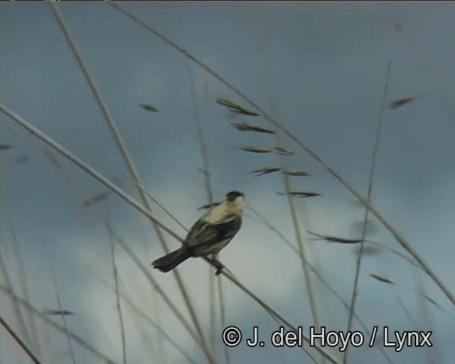 Pearly-bellied Seedeater - ML201200221