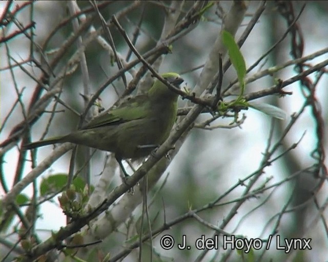 Palm Tanager - ML201200331