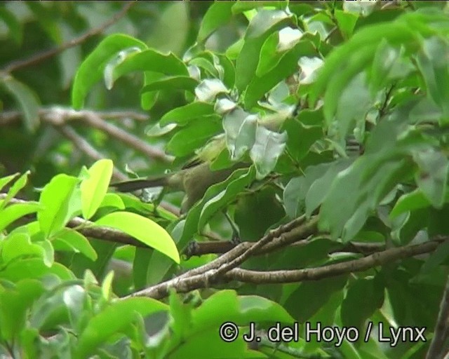 Palm Tanager - ML201200341