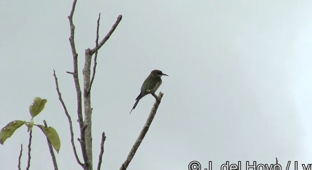 Blue-tailed Bee-eater - ML201200371