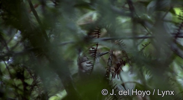 Sulawesi Babbler - ML201200501