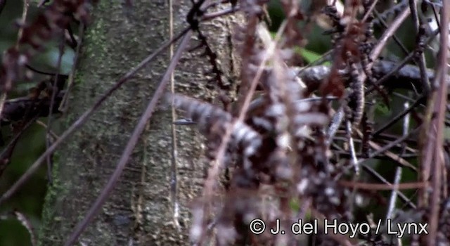Sulawesi Babbler - ML201200511