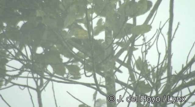 Toucanet à gorge blanche (albivitta/phaeolaemus) - ML201200561