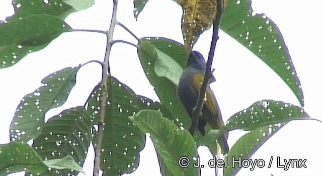 Blue-capped Tanager - ML201200801