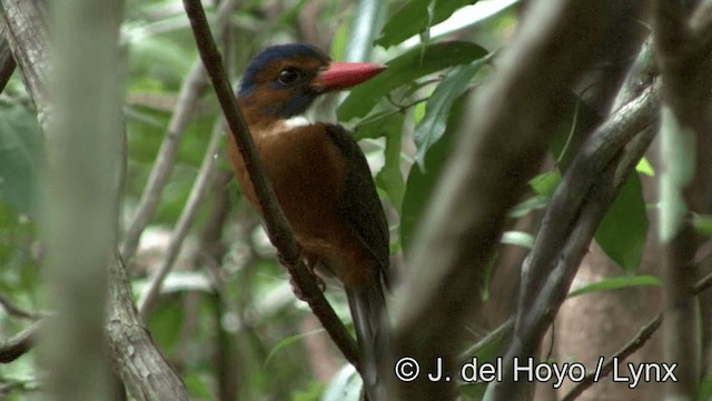 Green-backed Kingfisher (Blue-headed) - ML201201011