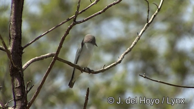 White-breasted Woodswallow - ML201201101