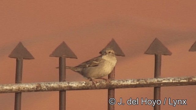 House Sparrow - ML201201321