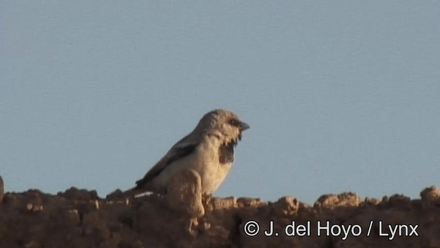 Desert Sparrow - ML201201331