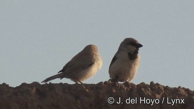 Desert Sparrow - ML201201341