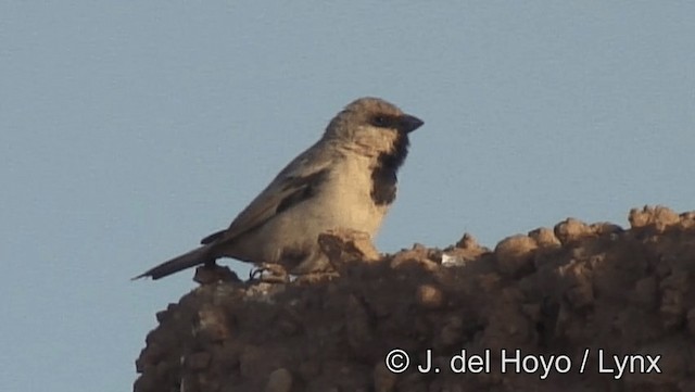 Desert Sparrow - ML201201351