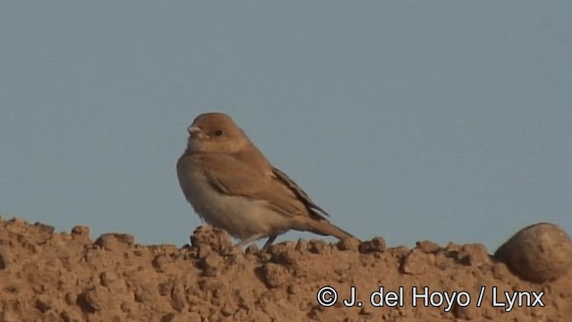 Desert Sparrow - ML201201361