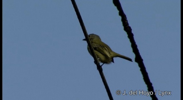 Gray-crowned Flatbill - ML201201741