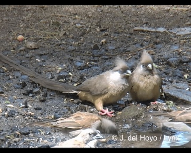  - Speckled Mousebird