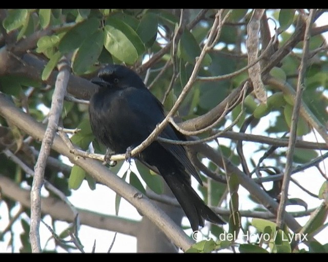 Fork-tailed Drongo (Glossy-backed) - ML201202491