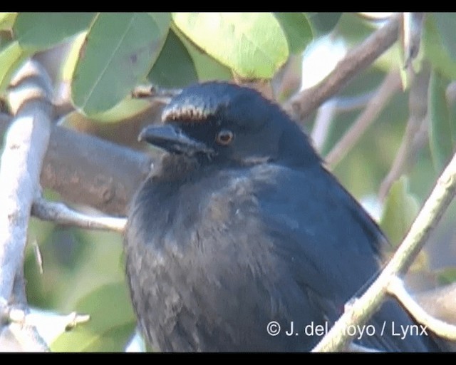 Fork-tailed Drongo (Glossy-backed) - ML201202501