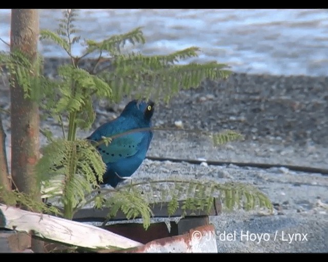 Greater Blue-eared Starling - ML201202581