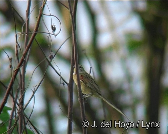 Chotoy Spinetail - ML201202831