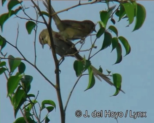 Chotoy Spinetail - ML201202851