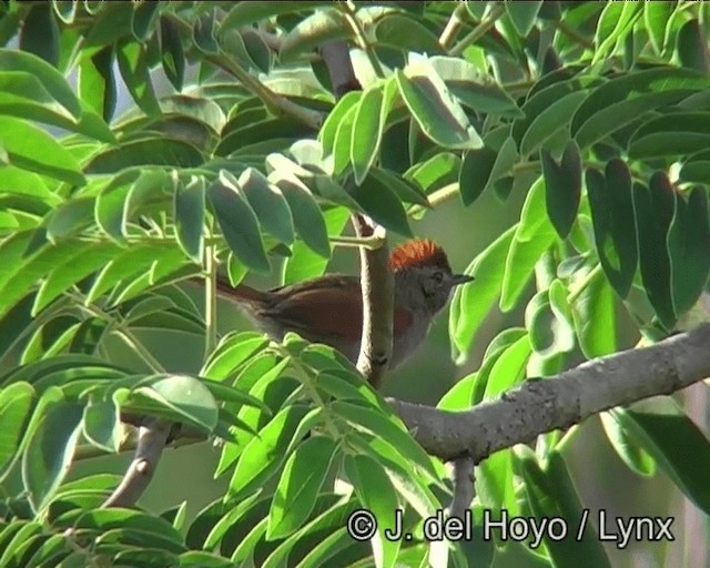 Sooty-fronted Spinetail - ML201202871