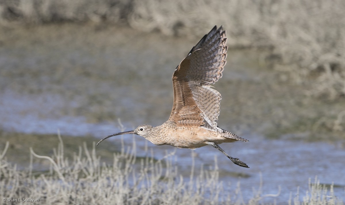 Long-billed Curlew - ML20120291
