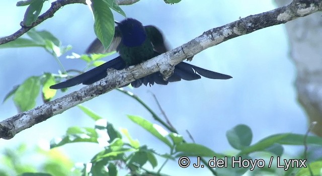 Swallow-tailed Hummingbird - ML201202931