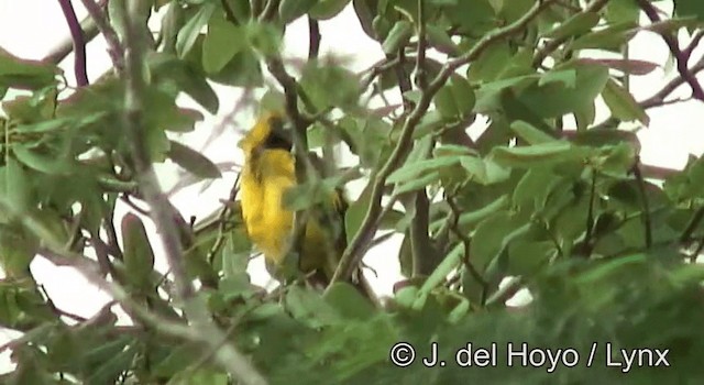 Yellow-tailed Oriole - ML201203261