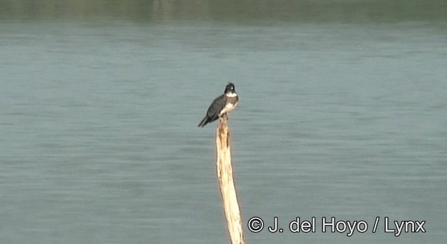 Belted Kingfisher - ML201203281