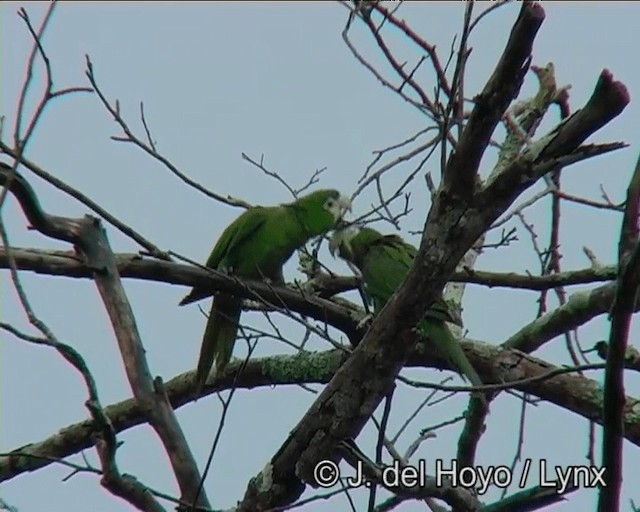 Red-shouldered Macaw (Southern) - ML201203331