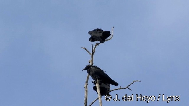Slender-billed Crow (Sulawesi) - ML201203631