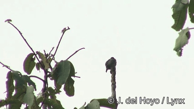 gråsideblomsterfugl (celebicum gr.) - ML201203641