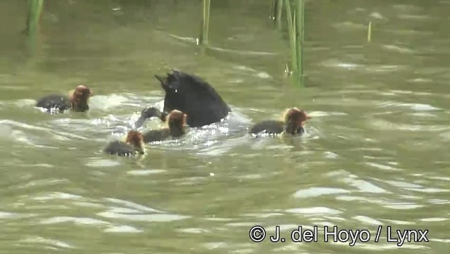 Red-knobbed Coot - ML201203831