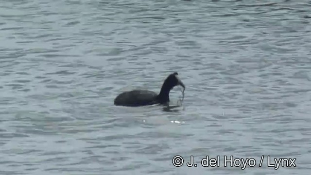 Red-knobbed Coot - ML201203851