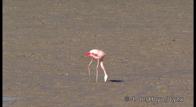 Chilean Flamingo - ML201204111