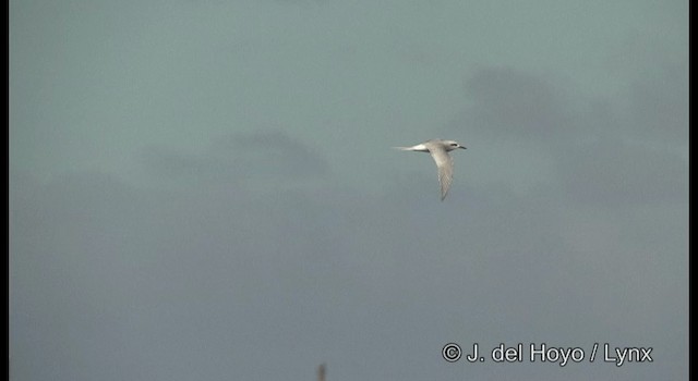 Snowy-crowned Tern - ML201204151