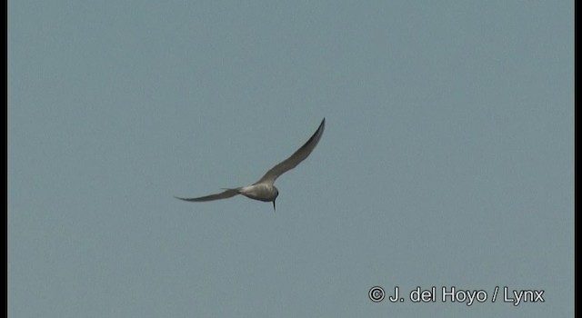 Snowy-crowned Tern - ML201204261