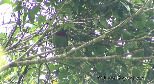 Claret-breasted Fruit-Dove - ML201204331