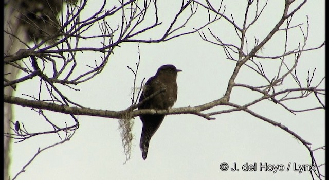 Fan-tailed Cuckoo - ML201204461
