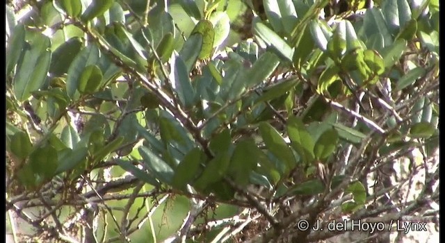  - Papuan Treecreeper
