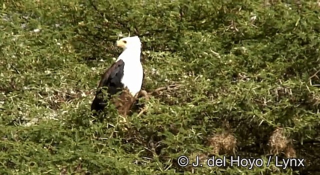 African Fish-Eagle - ML201204681