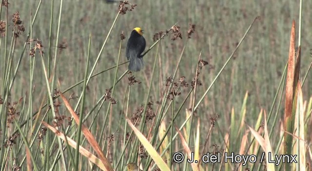 Yellow-hooded Blackbird - ML201204781