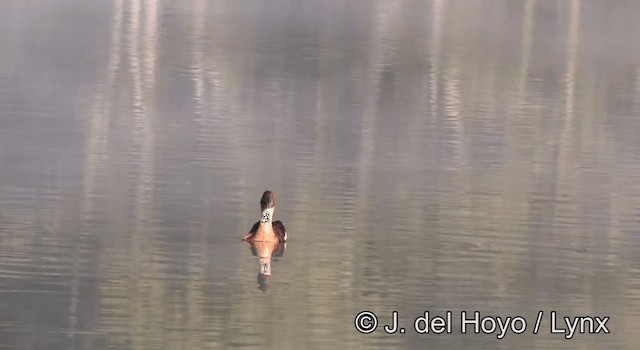 Fulvous Whistling-Duck - ML201204801