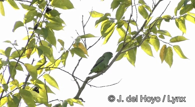 Spectacled Parrotlet - ML201204831