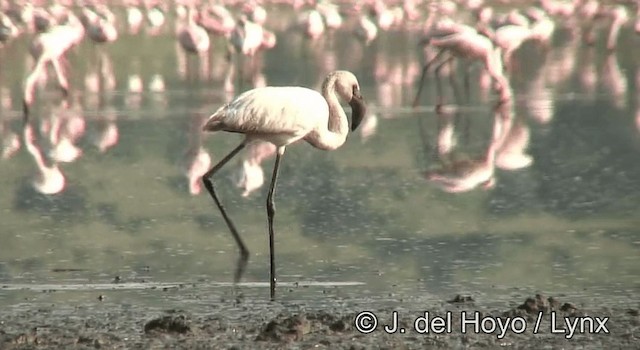 Lesser Flamingo - ML201204991