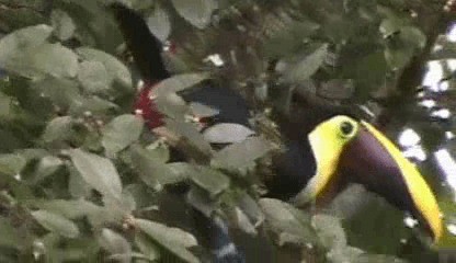 Yellow-throated Toucan (Chestnut-mandibled) - ML201205311